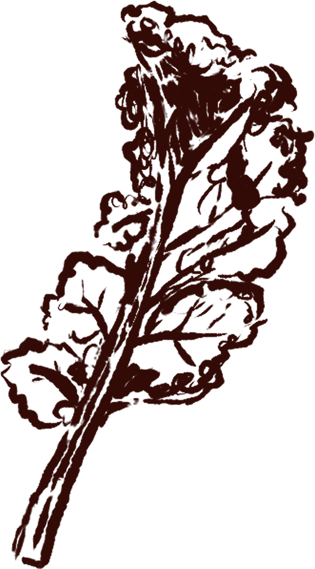 kale